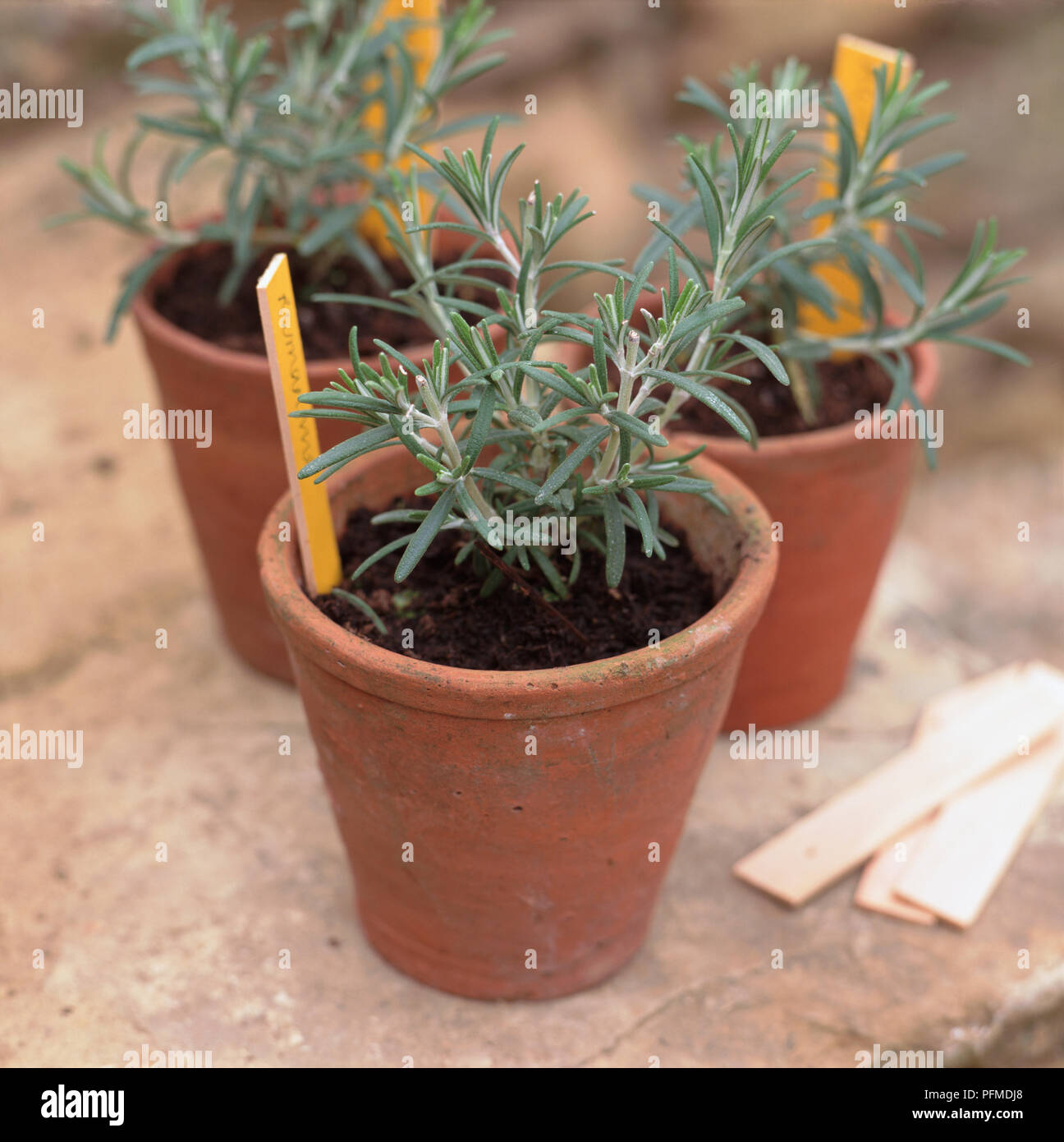 Rosemary growing in small terracotta pots, yellow markers identifying herbs. Stock Photo