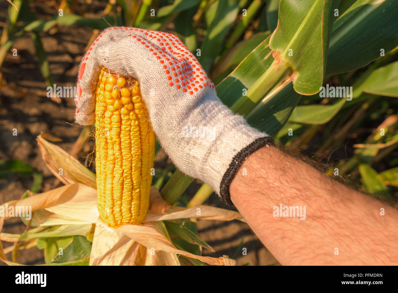 Farmer hand picking ripe corn on the cob in cultivated field during