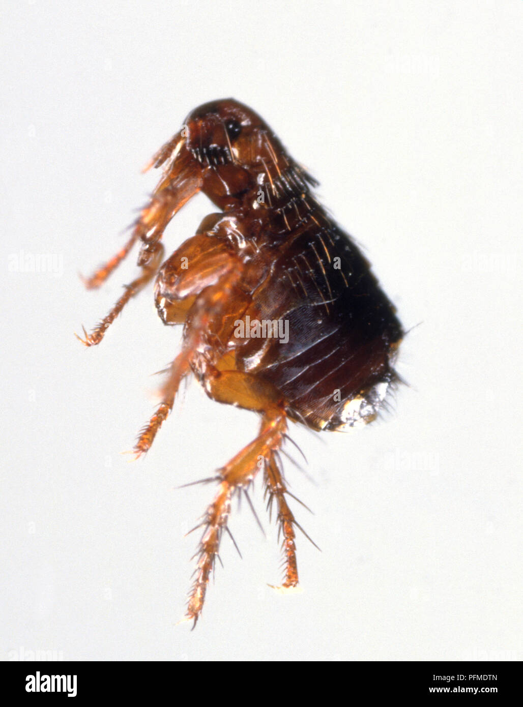 Flea jumping, side view. Stock Photo