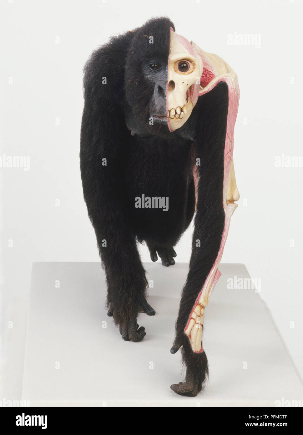 Cross-section model of front view of female Gorilla showing bone and muscle structure. Stock Photo