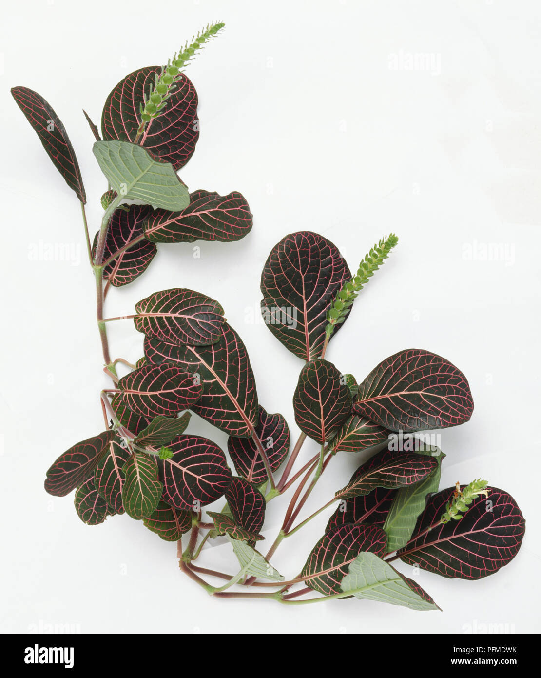 Fittonia albivenis, a branch from a Nerve Plant with white veined burgundy  coloured leaves with green undersides and long seed stalks Stock Photo -  Alamy