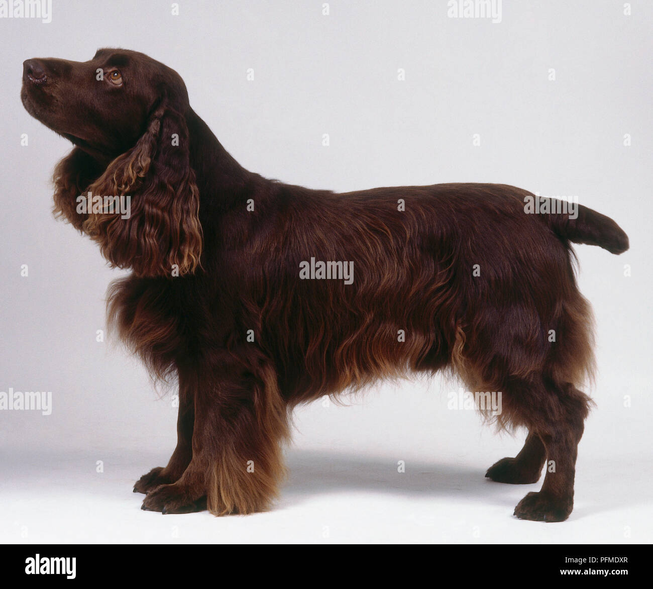 A field spaniel with a deep reddish-brown coat stands with its head tilted upward. Stock Photo