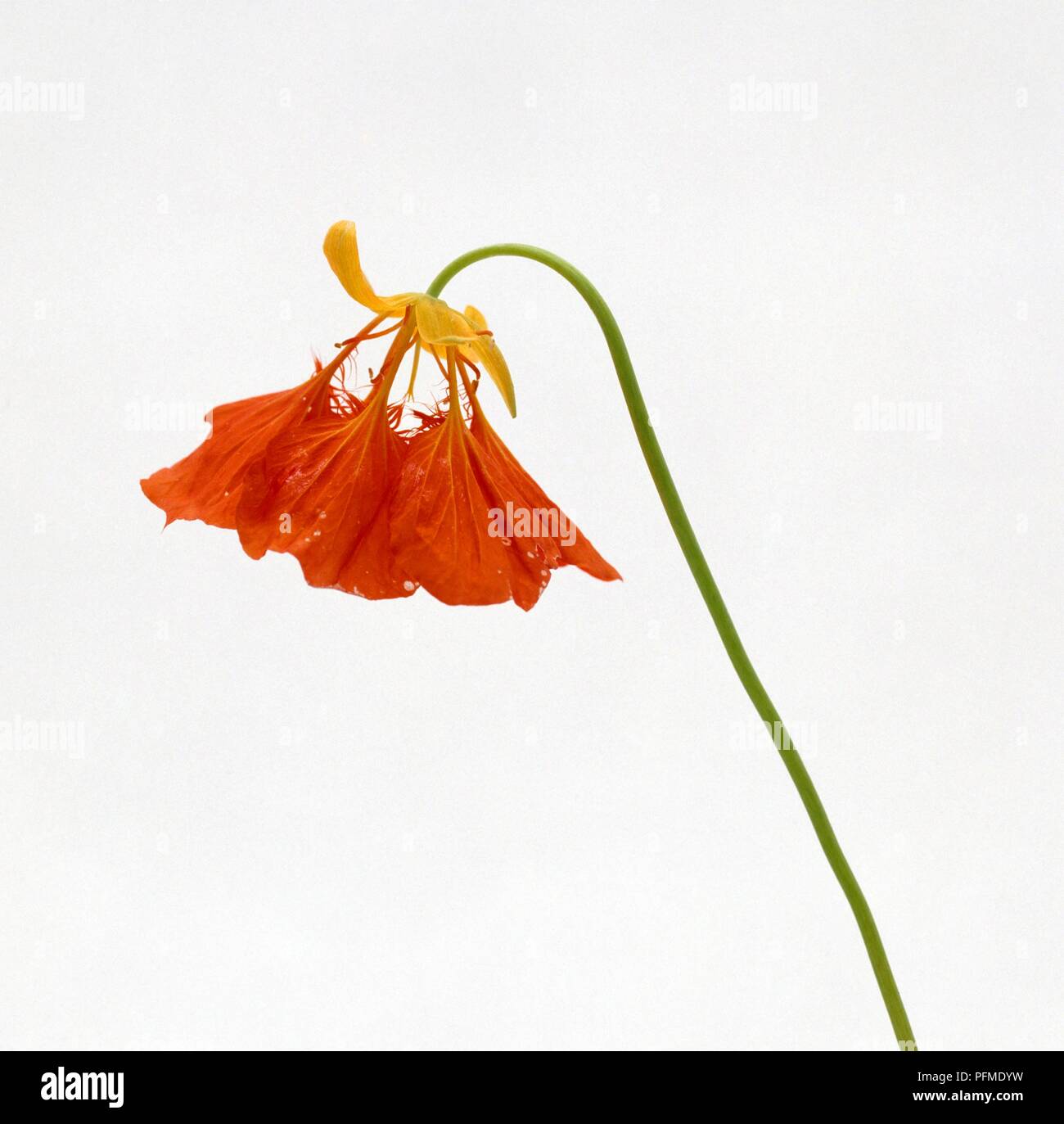 Wilted nasturtium flower on long stem Stock Photo