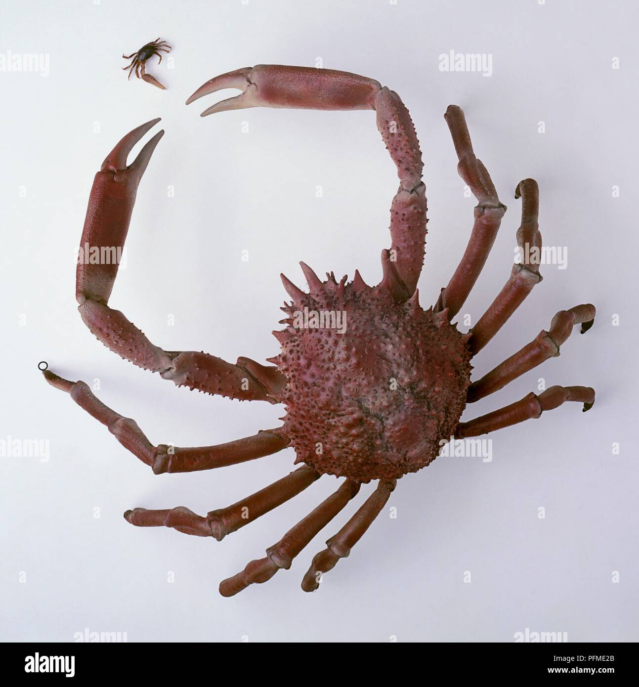 Spiny spider crab (Maja squinado) and smaller Fiddler crab (Uca sp.), view from above Stock Photo