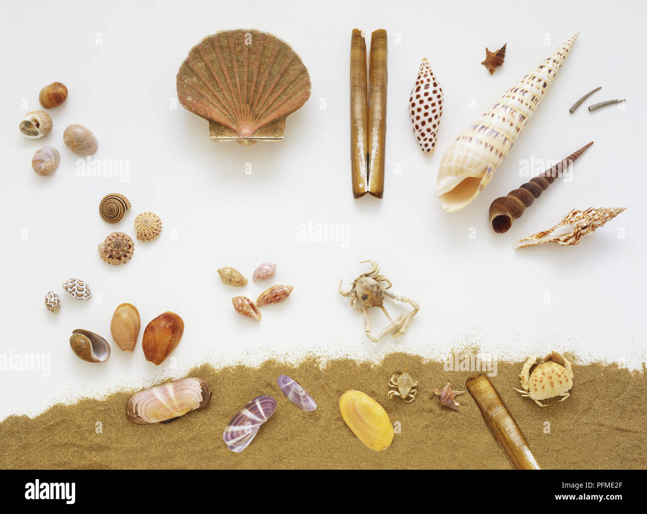 A selection of seashells, including necklace shell, sundial shell, spotted diggers, bubbles, canoes, scrapers, razor shell, junonia volute, marlinspike auger, indian turritella, spindle shell, and crabs Stock Photo