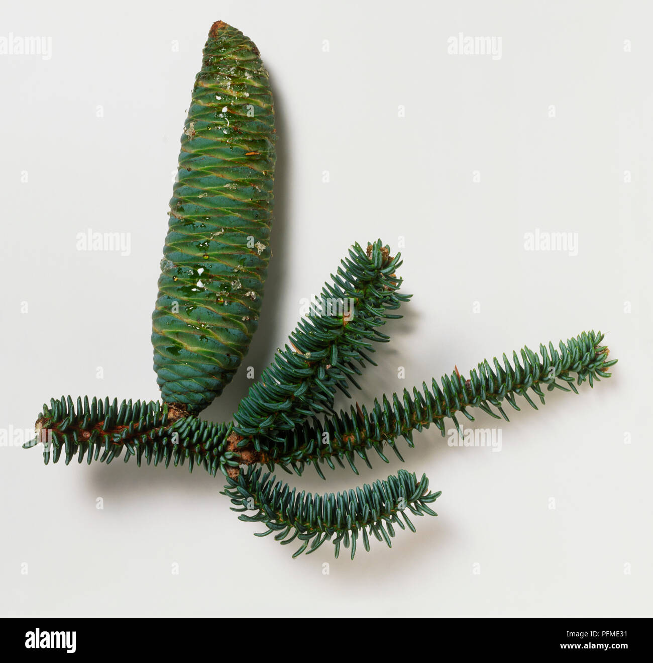 Cone and leaves from Abies pinsapo (Spanish fir), close-up Stock Photo