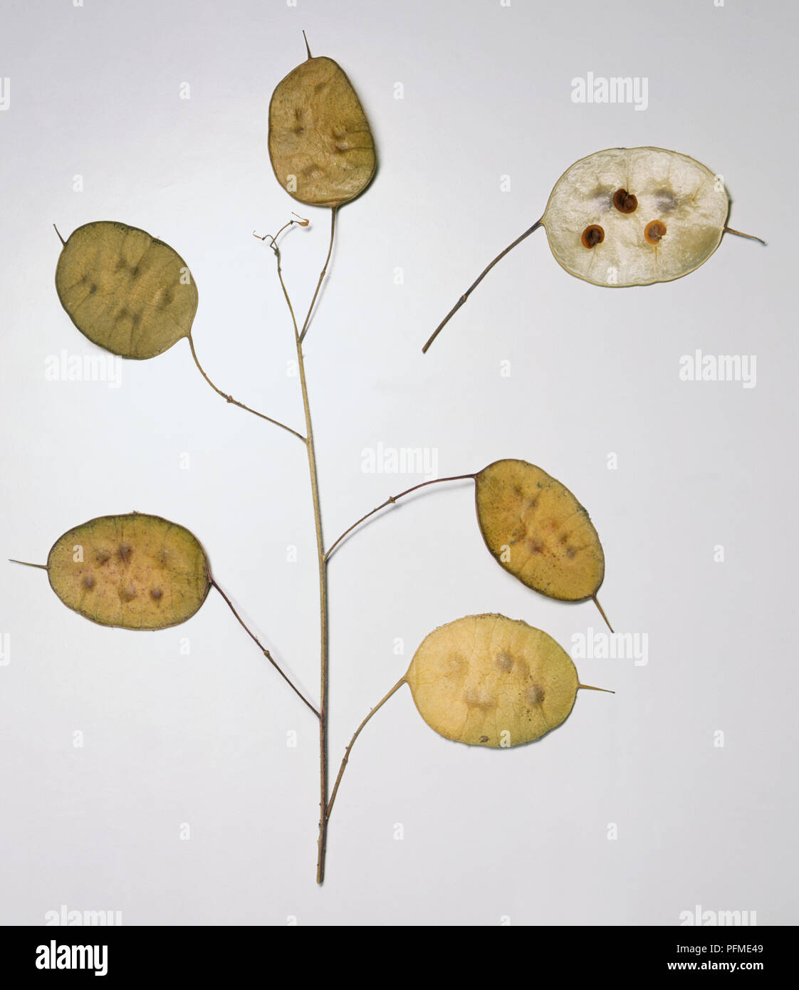 Lunaria annua, silicas of honesty, brown dried translucent flat oval seed pods. Stock Photo