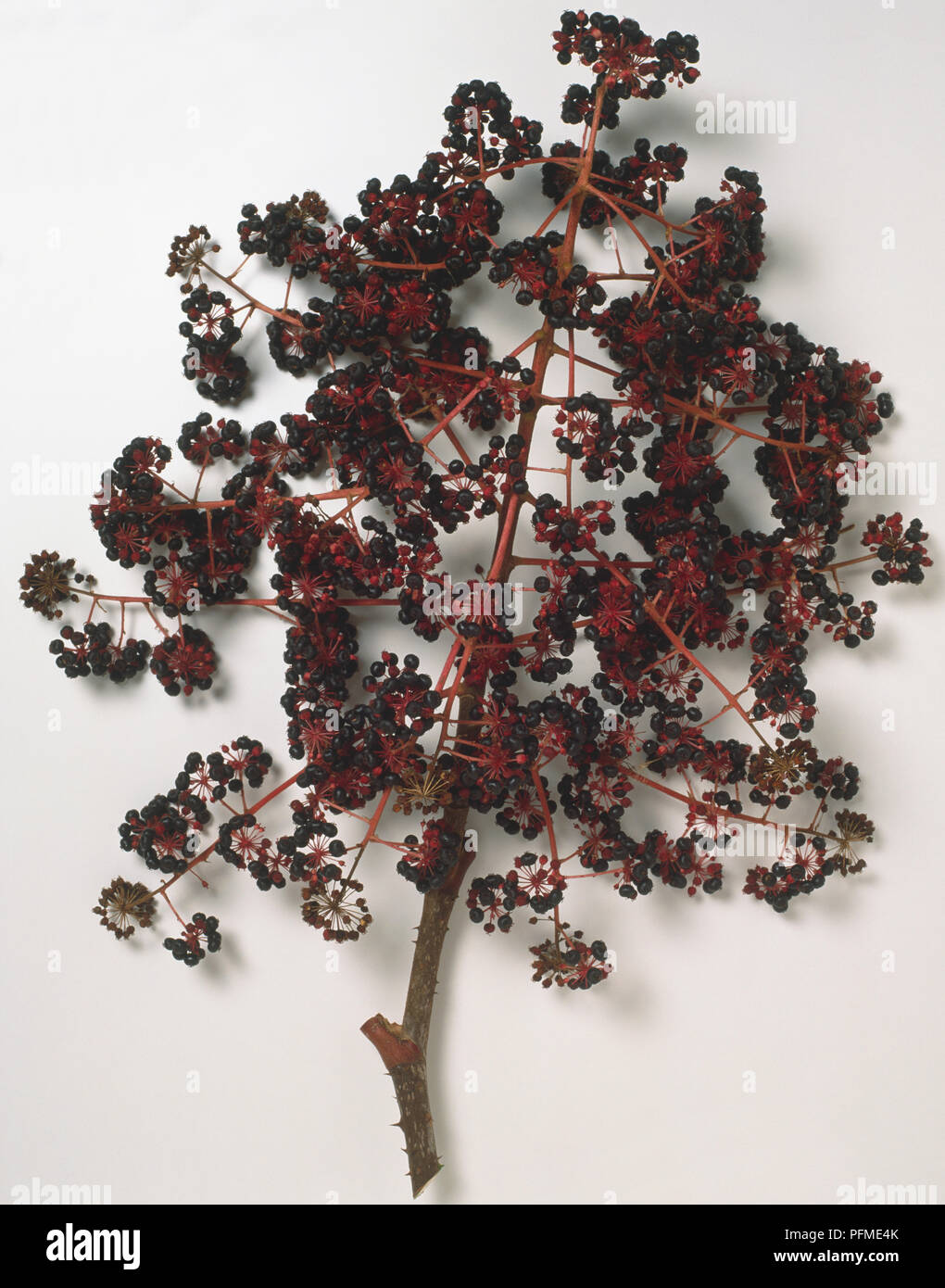 Araliaceae, Aralia spinosa, Devil's Walking Stick, dark stem with small