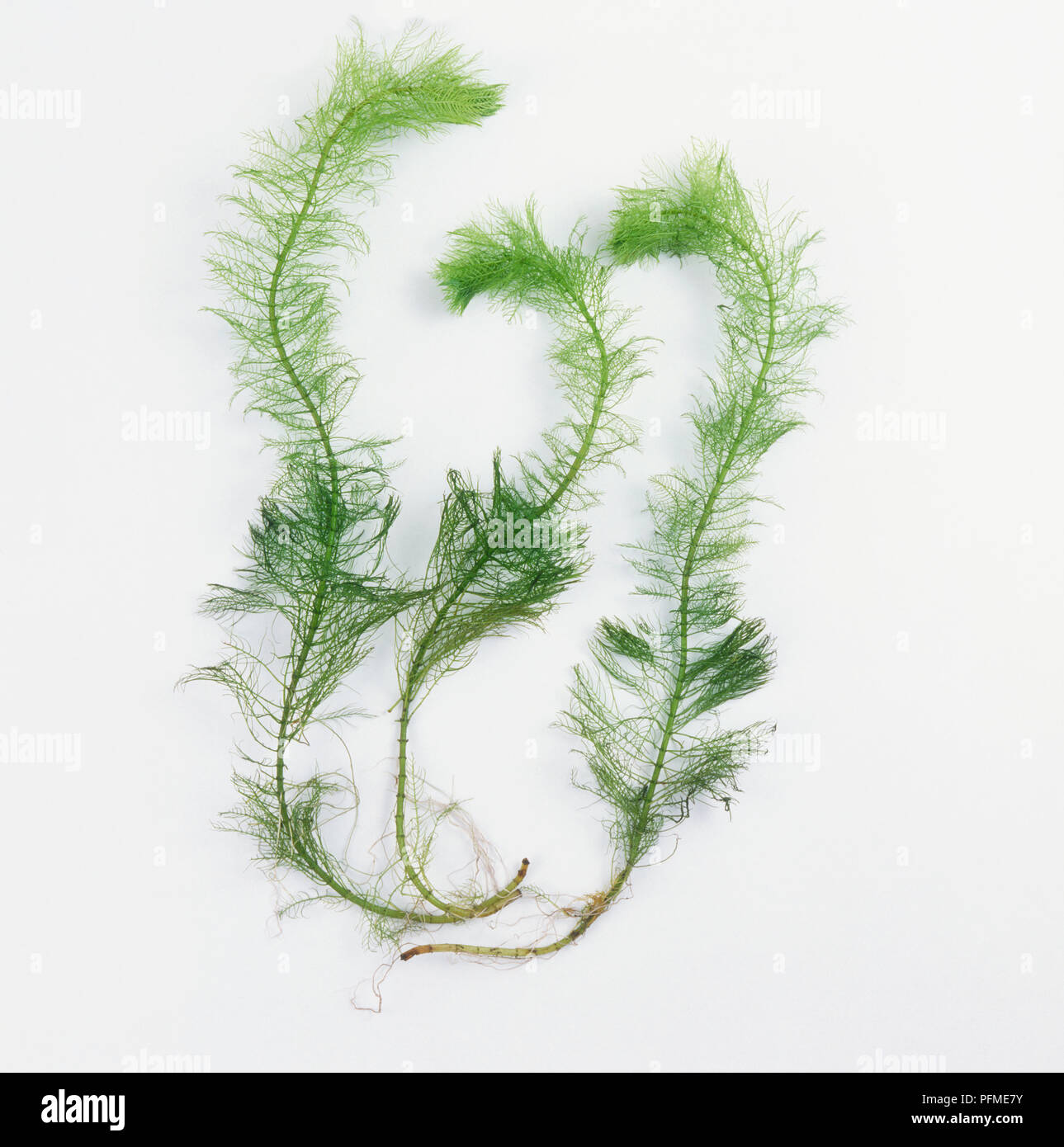 Myrophyllum aquaticum (Water Milfoil), green aquatic plant Stock Photo