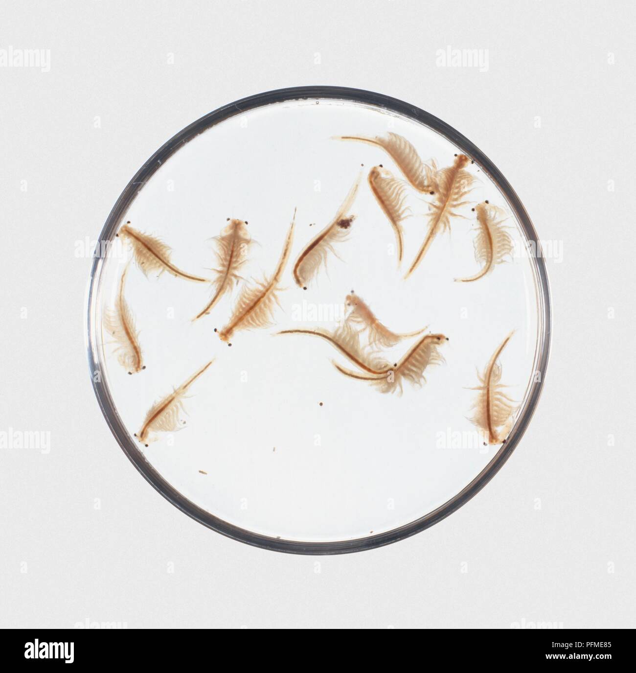 Brine Shrimp (Artemia) in petri dish Stock Photo