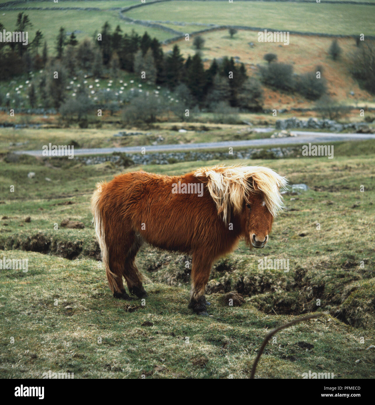 Chestnut Dartmoor Pony standing in field. Stock Photo