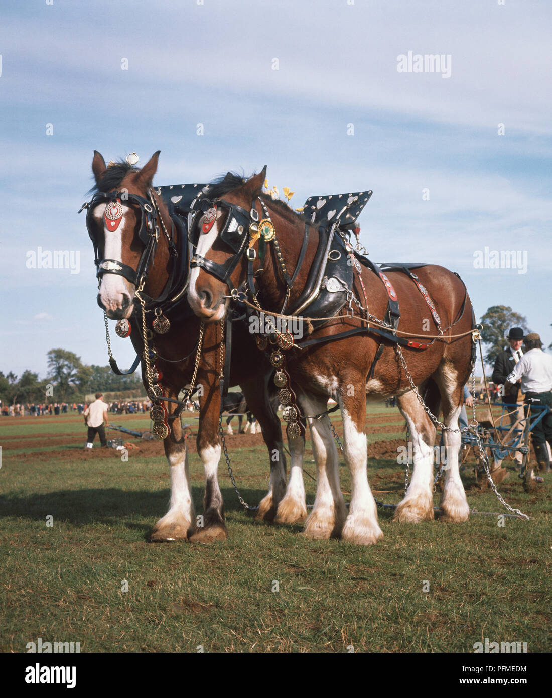 Shire horses pulling plough hires stock photography and images Alamy
