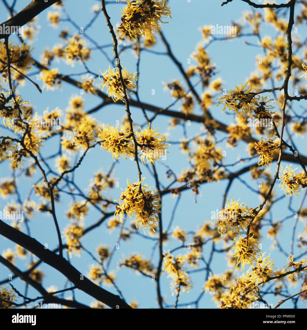 Yellow flowers of Witch Hazel growing on tree. Stock Photo