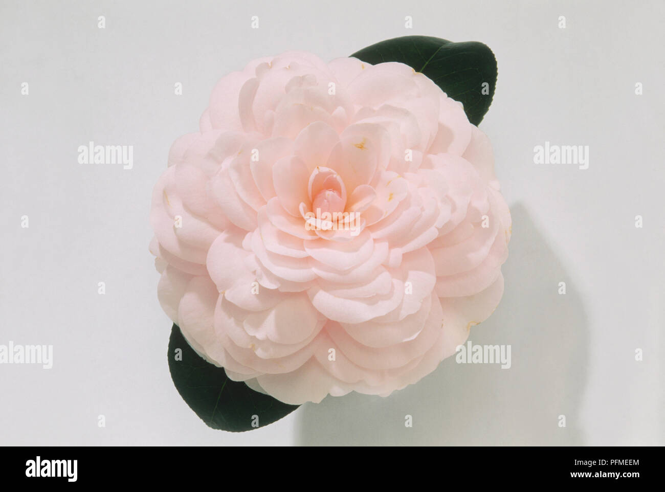 Camellia japonica 'Helen's Ballerina', flower with pink petals, and dark green leaves Stock Photo