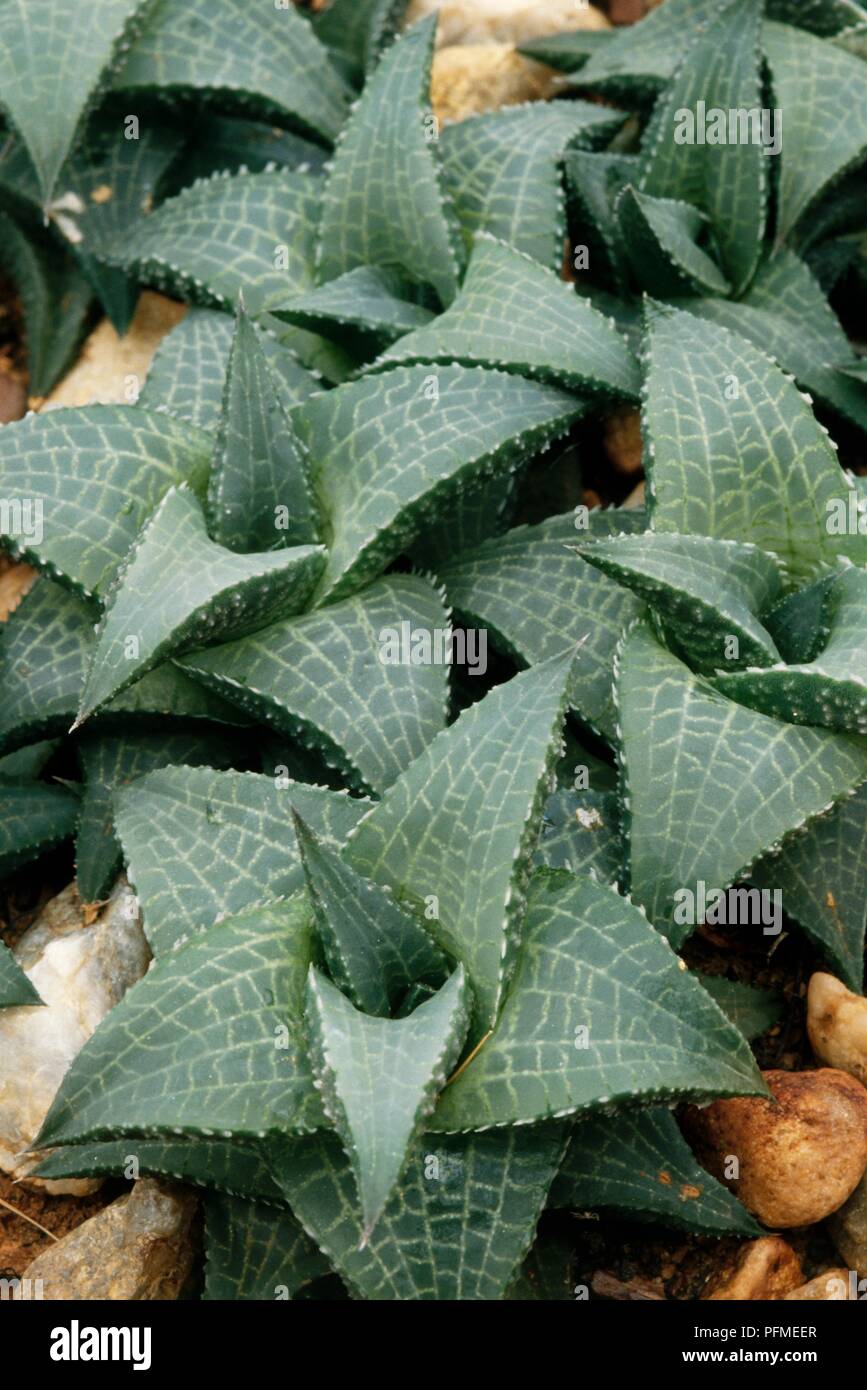 Patterned green succulent leaves from Haworthia tessellata, close-up Stock Photo