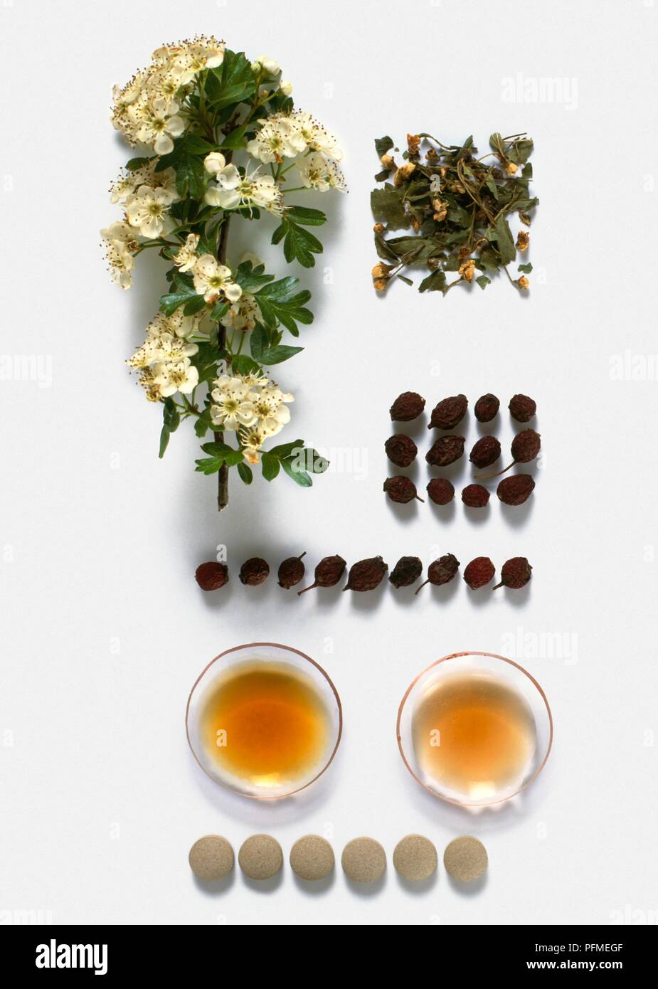 Crataegus oxyacantha (Hawthorn), white flowers on stem, dried flowering tops,  dried berries, tincture of flowering tops or berries, decoction of  flowering tops, and tablets Stock Photo - Alamy