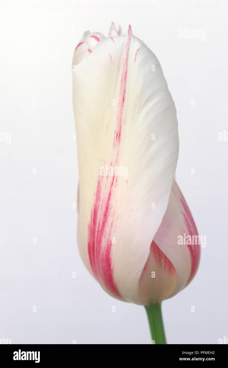 Tulipa 'Marilyn' (Tulip), pink and white flower head, close-up Stock Photo
