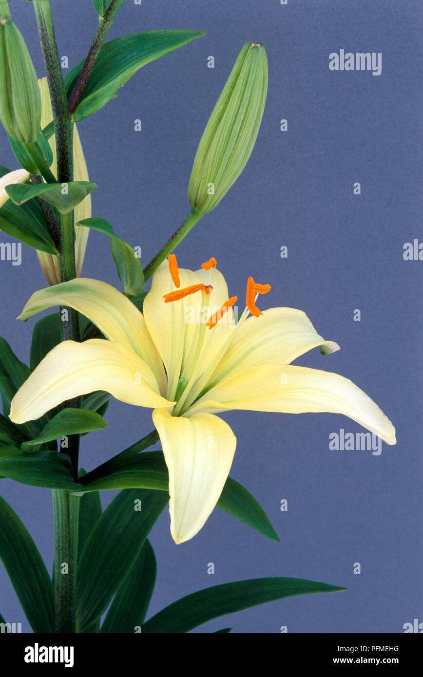 Unbloomed Sprouting Lily Lilium Flower Rosettes Foliage, 56 OFF