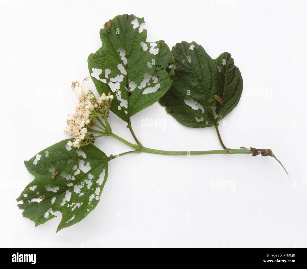 Damaged Guelder-rose leaf, and larvae of viburnum leaf beetle Stock Photo