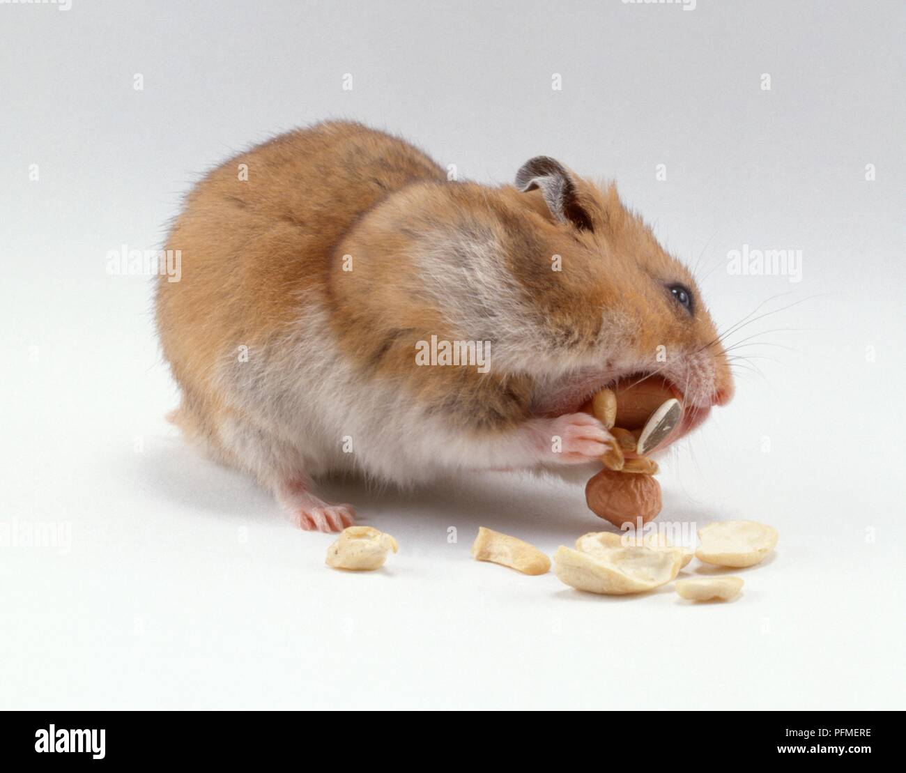 Hamster biting into nut, closeup Stock Photo Alamy