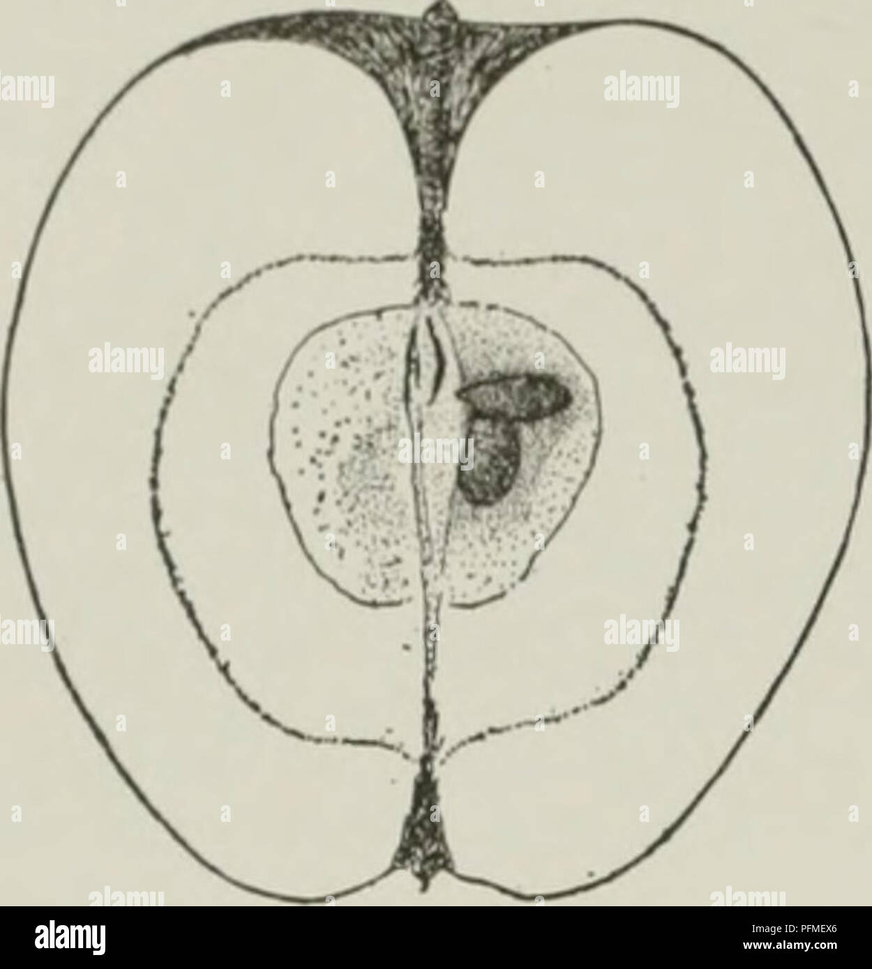 pistil Hardy pistil Hardy