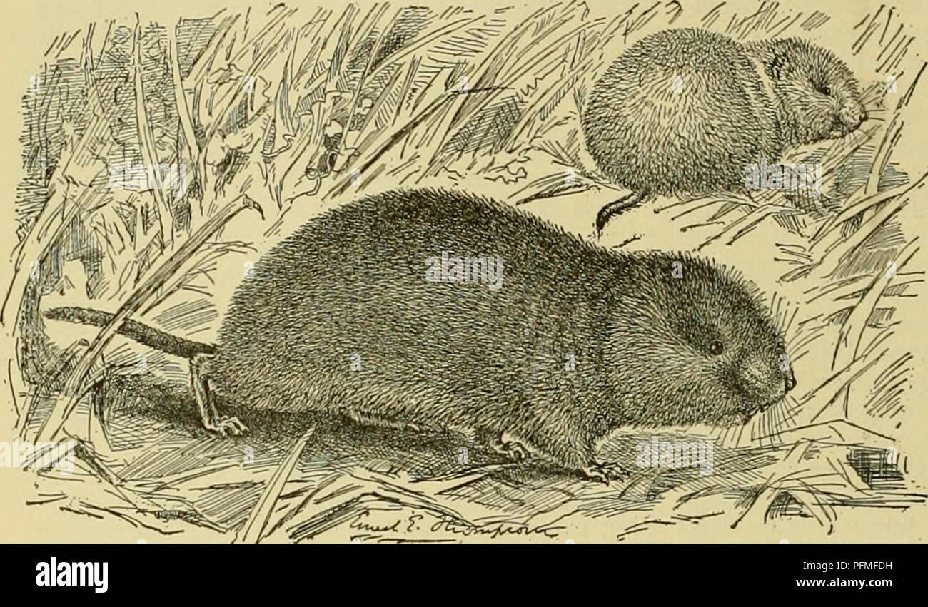 Cyclopedia of farm animals. Domestic animals; Animal products. 1G6 WILD  MAMMALS IN THEIR RELATIONS WITH AGRICULTURE closely related in structure  and habits to the brown rat. Various native rats are also