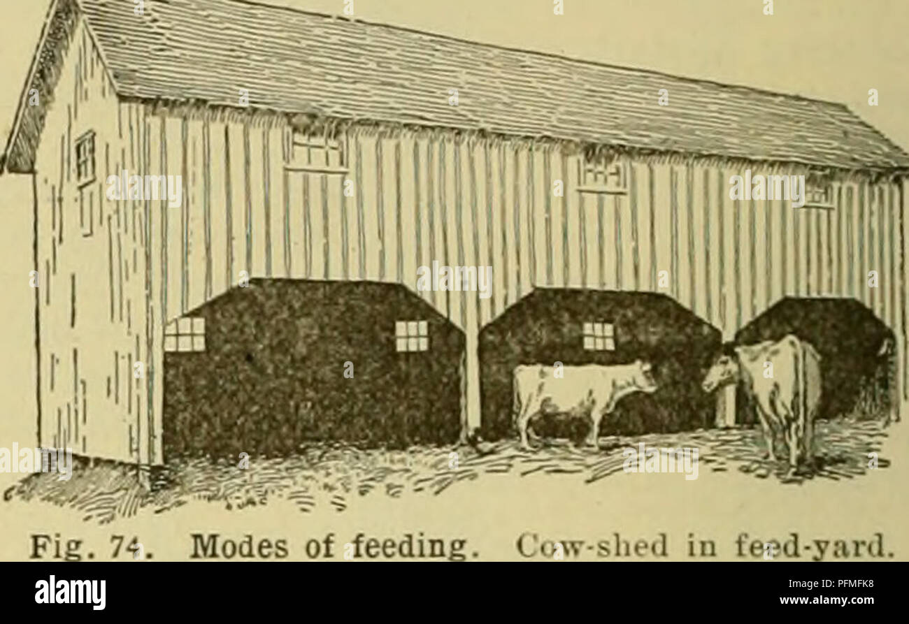 Cyclopedia of farm animals. Domestic animals; Animal products. 84  PRINCIPLES OF STOCK-FEEDING As regards the composition of the milk, too,  the individuality of the animal is practically the deter- mining factor.