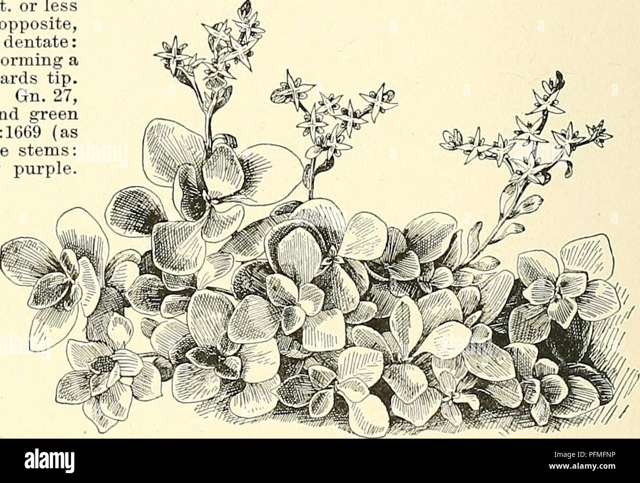 . Cyclopedia of American horticulture, comprising suggestions for cultivation of horticultural plants, descriptions of the species of fruits, vegetables, flowers, and ornamental plants sold in the United States and Canada, together with geographical and biographical sketches. Gardening. 2282. Live-foreverâSedum Telephium (X K). sometimes pure white, in dense, terminal and lateral subglobose cymes. Jul}-, Aug. Eu., N.Asia. Gu. 27, p. 3i6. âNaturalized in America, where it spreads much hut blooms little. Vars. hybridum, purpiireum and rubrum are live American trade names representing forms -with Stock Photo