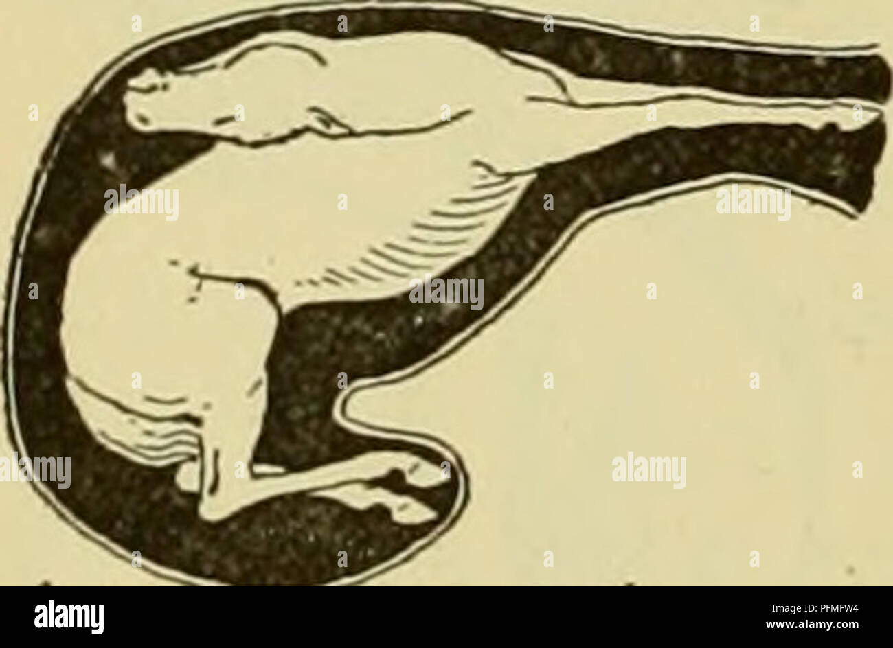 . Cyclopedia of farm animals. Domestic animals; Animal products