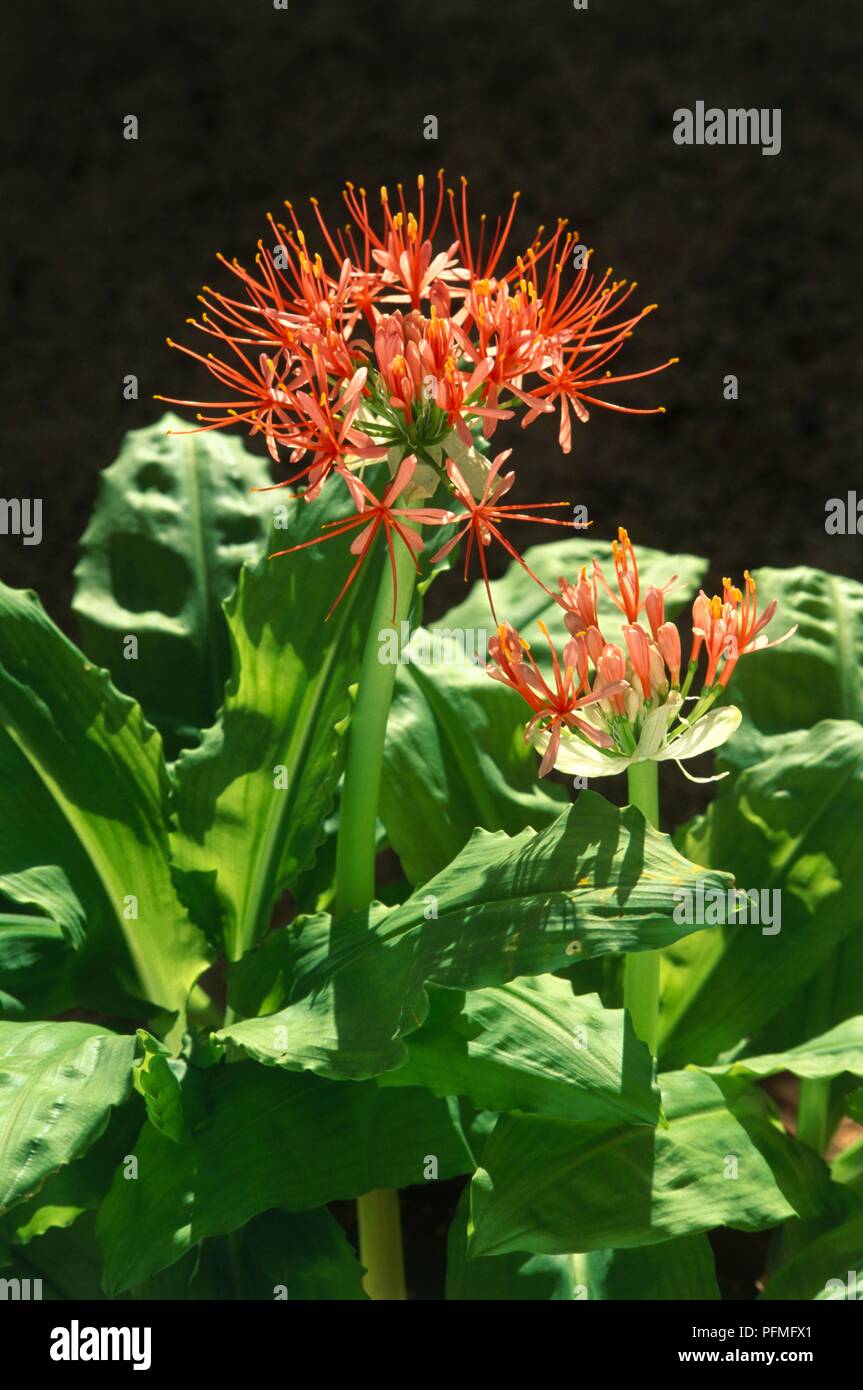 Scadoxus multiflorus ssp. katherinae (Blood Lily) bubous plant with scarlet flowers and green leaves Stock Photo