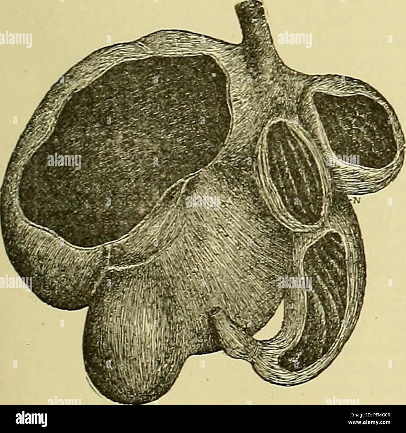 Rumination In Animals This cyclopedia provides detailed information on the physiology of ...