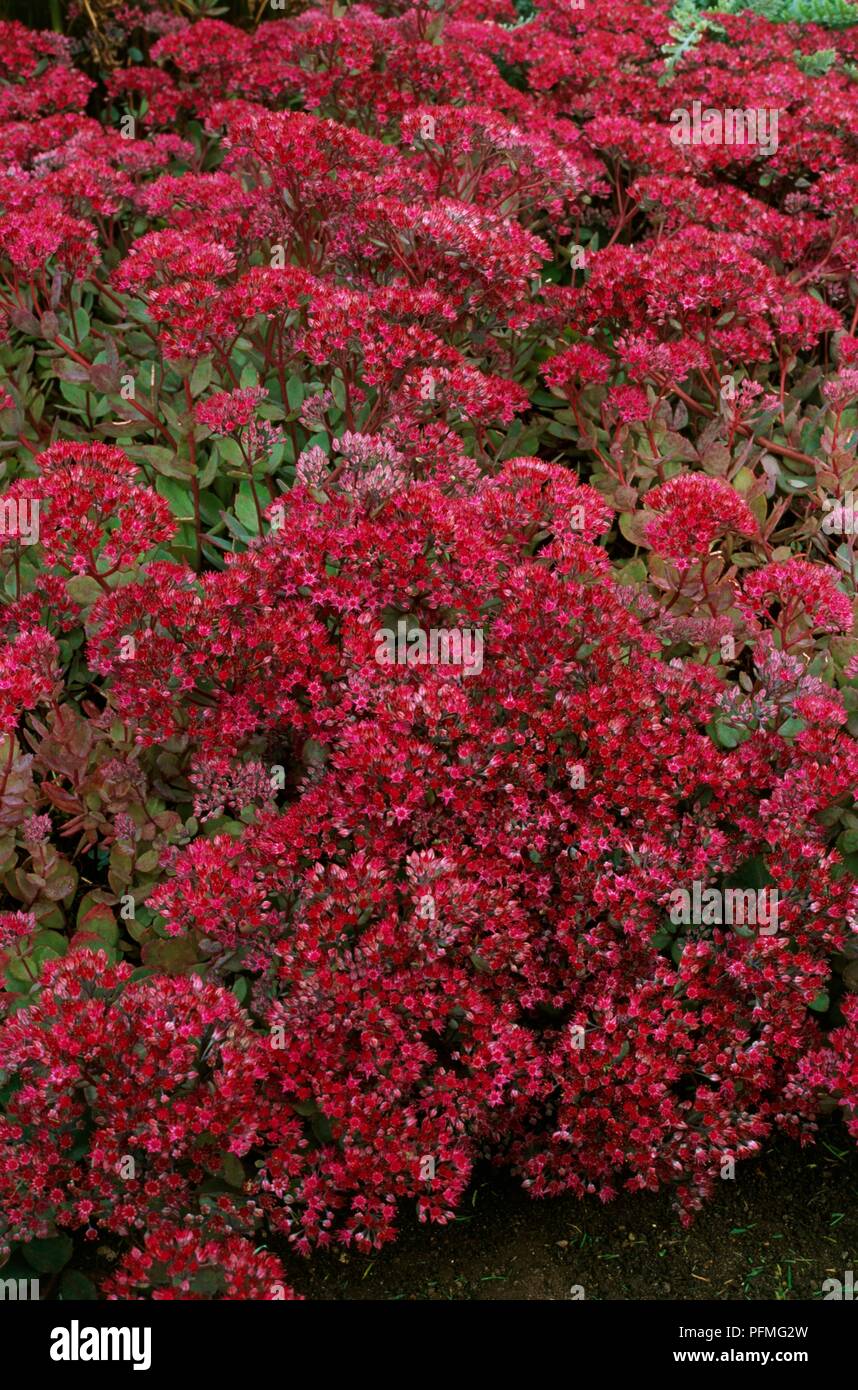 Sedum 'Ruby Glow' (Stonecrop) with abundance of tiny red flowers, and green leaves Stock Photo