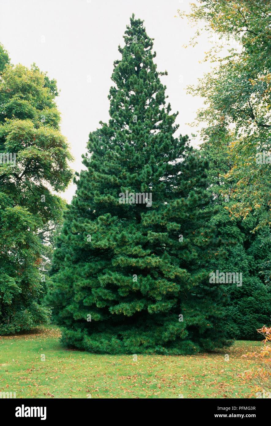 Sciadopitys verticillata (Japanese Umbrella Pine), evergreen tree endemic to Japan Stock Photo