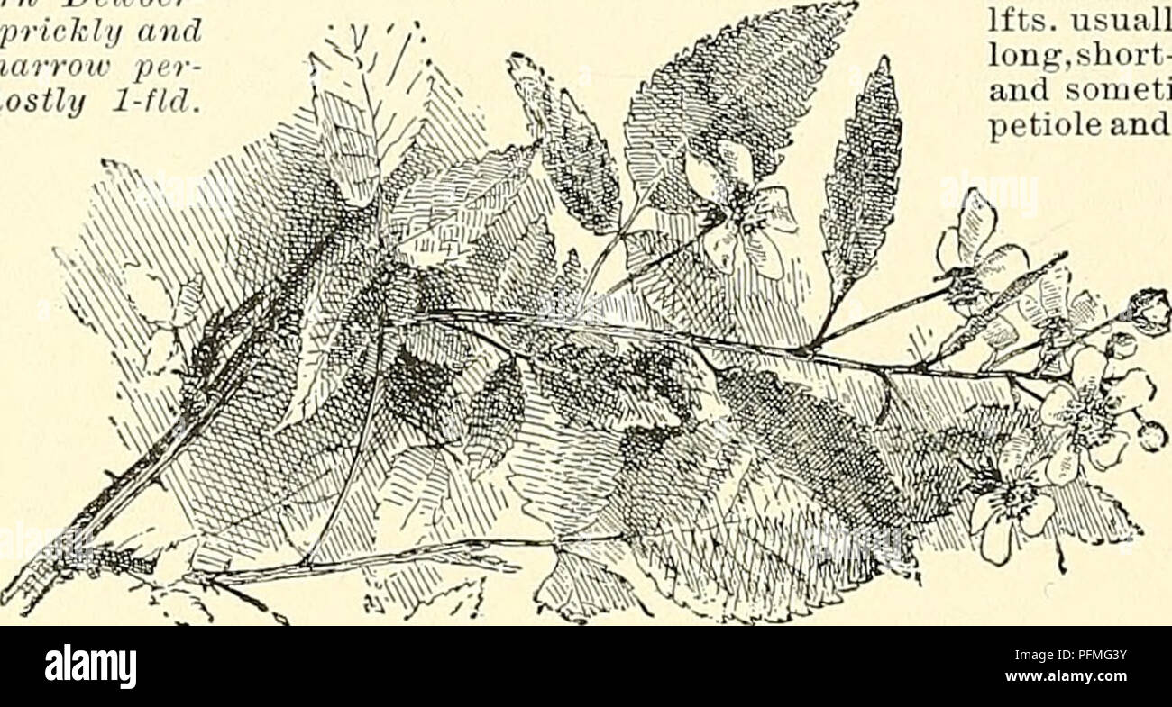 . Cyclopedia of American horticulture, comprising suggestions for cultivation of horticultural plants, descriptions of the species of fruits, vegetables, flowers, and ornamental plants sold in the United States and Canada, together with geographical and biographical sketches. Gardening. 2209. Rubus Randii (X,K). 2210. Swamp Dewberry—Rubus hispidus (X M). No. 30.. 2208. Rubus areutus—The Early Harvest Blackberry. Xo. 25,. Please note that these images are extracted from scanned page images that may have been digitally enhanced for readability - coloration and appearance of these illustrations m Stock Photo