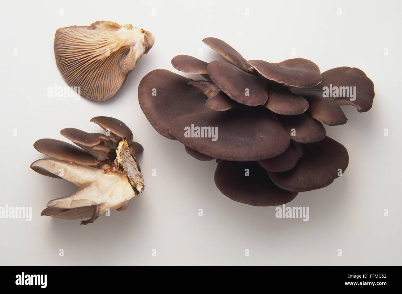 Side view of common oyster mushrooms, Pleurotus ostreatus. Stock Photo