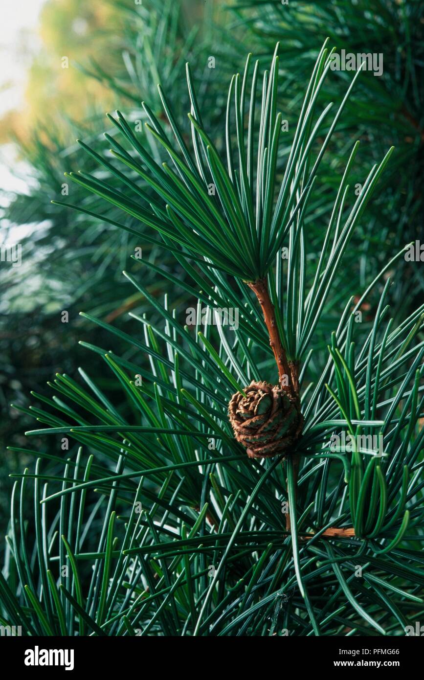 Sciadopitys verticillata (Japanese Umbrella Pine) with green needle leaves and pinecone Stock Photo