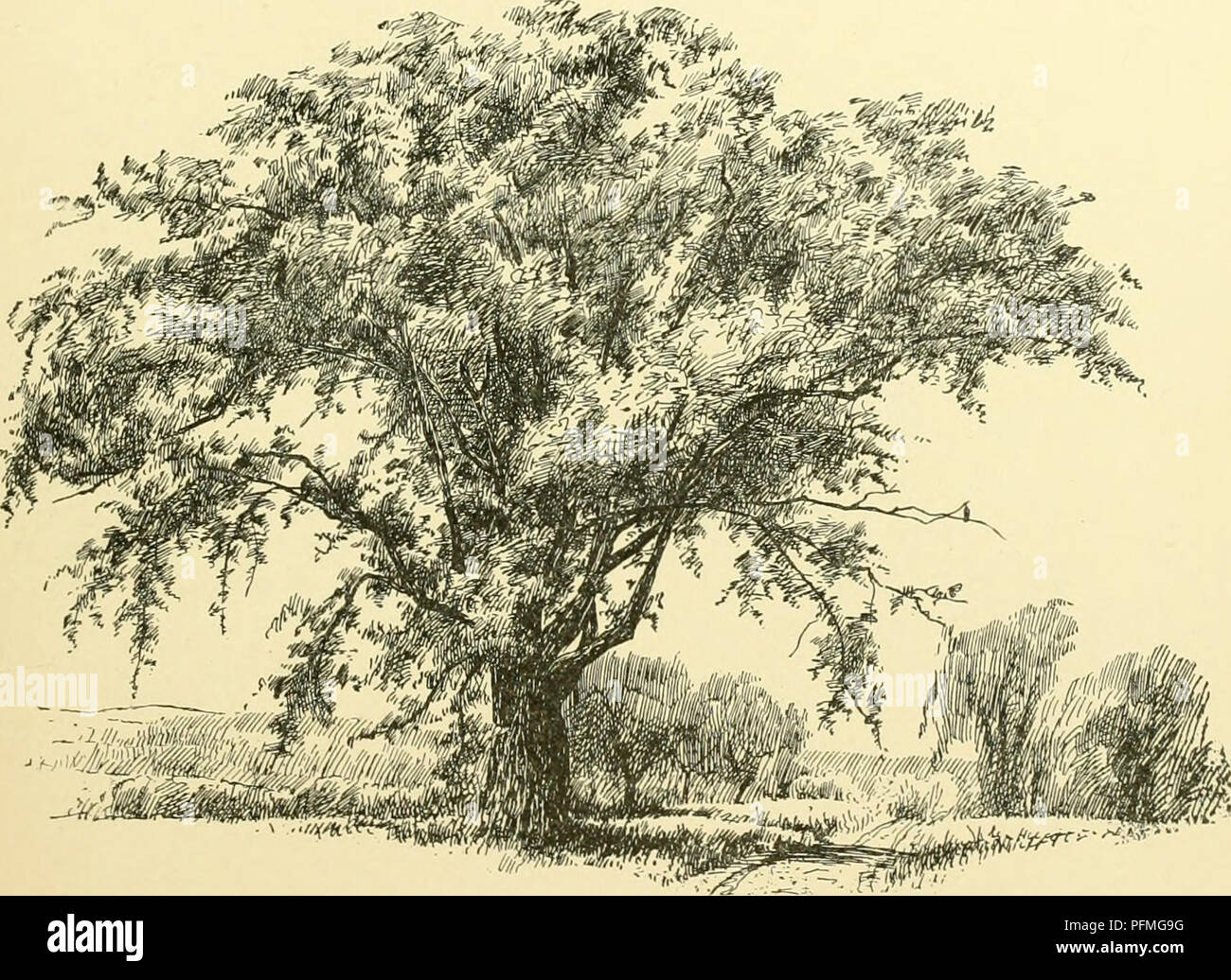 Cyclopedia of American horticulture, comprising suggestions for