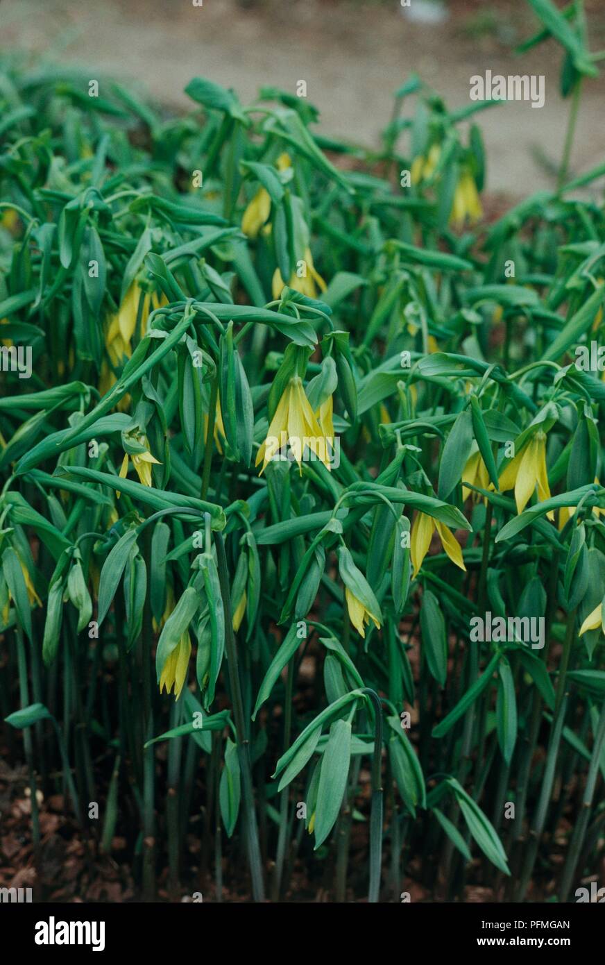 Pendent flowers and leaves from Uvularia grandiflora (Large merrybells) Stock Photo