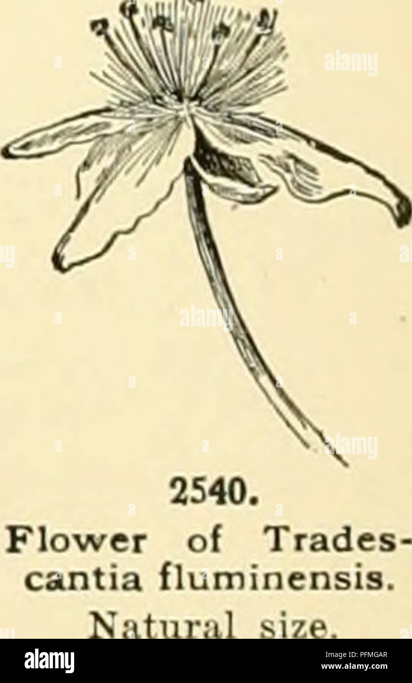 . Cyclopedia of American horticulture, comprising suggestions for cultivation of horticultural plants, descriptions of the species of fruits, vegetables, flowers and ornamental plants sold in the United States and Canada, together with geographical and biographical sketches, and a synopsis of the vegetable kingdom. Gardening -- Dictionaries; Plants -- North America encyclopedias. Tradescantia fhiminensis : tender, sheaths hairy at top; flowers white. B, Ze- brina pendula : tender j sheaths hairy at top and bottom; flowers rose*red. C, Oommelina nudiflora : hardy ; sheaths &quot;labrous; flower Stock Photo