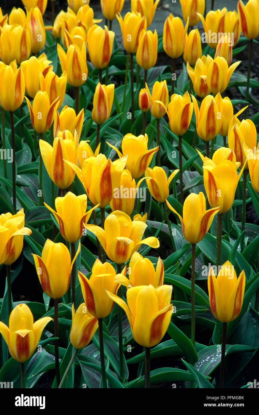 Yellow and red striped flowers from Tulipa 'Giuseppe Verdi' (Tulip) Stock Photo