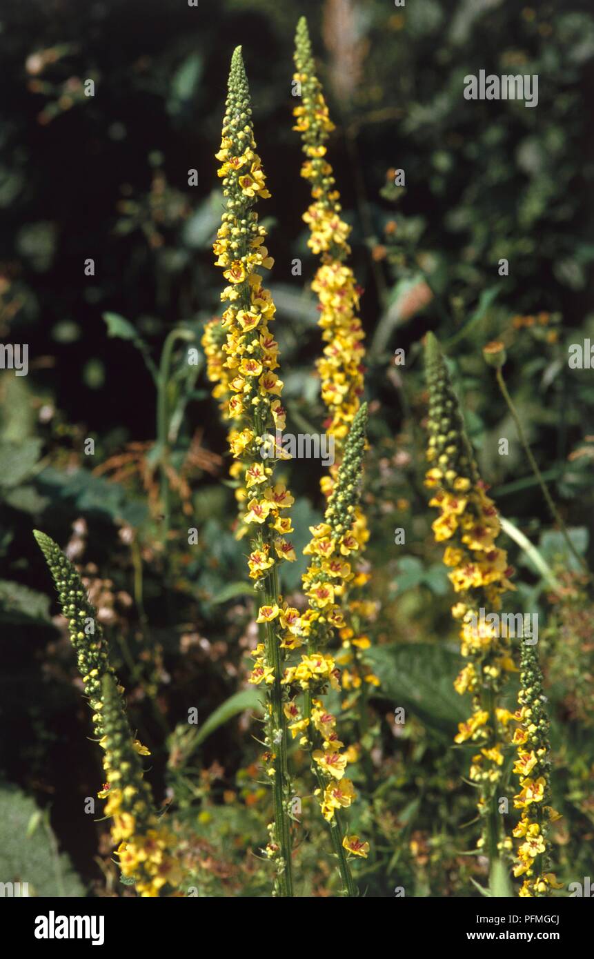 Yellow flower spikes from Verbascum nigrum (Dark mullein) Stock Photo