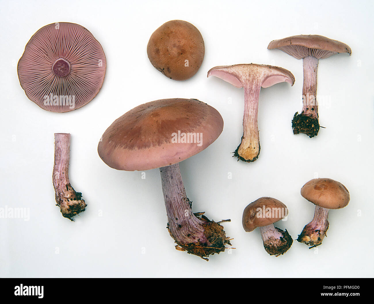 Examples of Lepista nuda (Wood blewit) Stock Photo