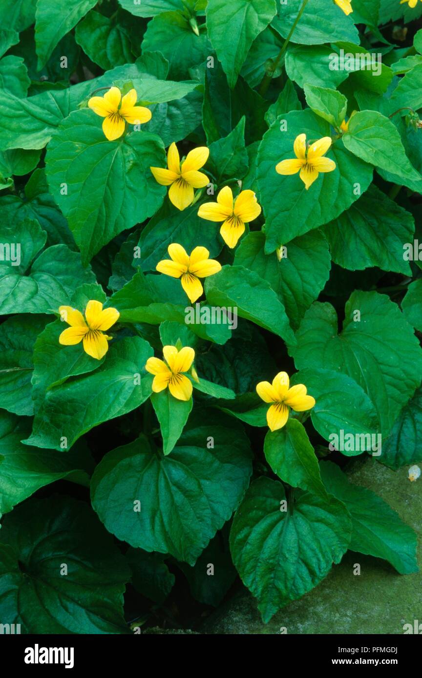 Leaves and yellow flowers from Viola biflora (Twin-flowered violet), close-up Stock Photo