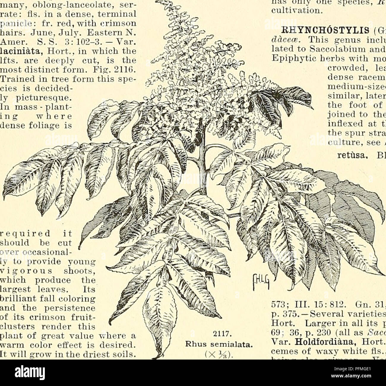 . Cyclopedia of American horticulture, comprising suggestions for cultivation of horticultural plants, descriptions of the species of fruits, vegetables, flowers, and ornamental plants sold in the United States and Canada, together with geographical and biographical sketches. Gardening. 1530 RHUS RIBES the most poisonous of the Sumachs. The name i?. I'ernix, Linn., is used by some authors for this species and by others for H. vernicifera; in order to avoid con- fusion, it seems best to drop the name and to substitute those proposed by DeCandolle. 10. succedanea, Linn. Lac Sumach. Plant 10-15 f Stock Photo