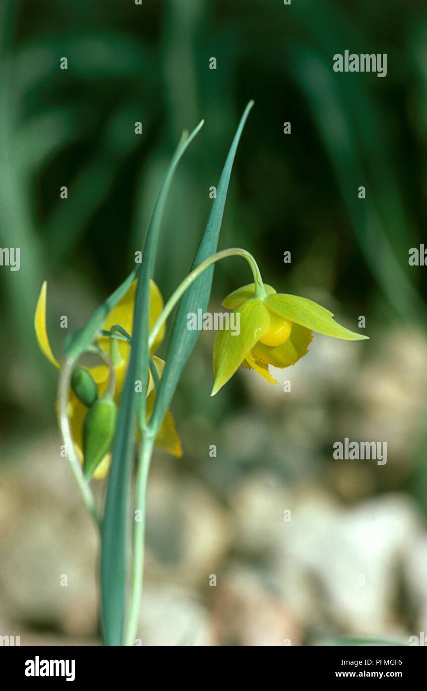 Flowers and leaves from Calochortus amabilis (Cat's ears), close-up Stock Photo
