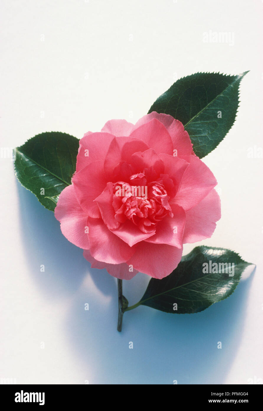 Camellia japonica 'Elegans Supreme', pink flower and glossy green leaves Stock Photo