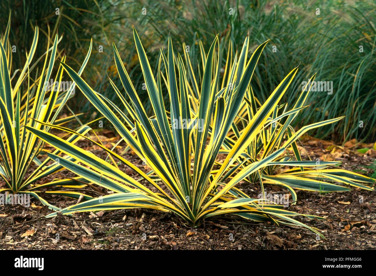 Variegated leaves from Yucca filamentosa 'Bright Edge' (Adam's needle) Stock Photo