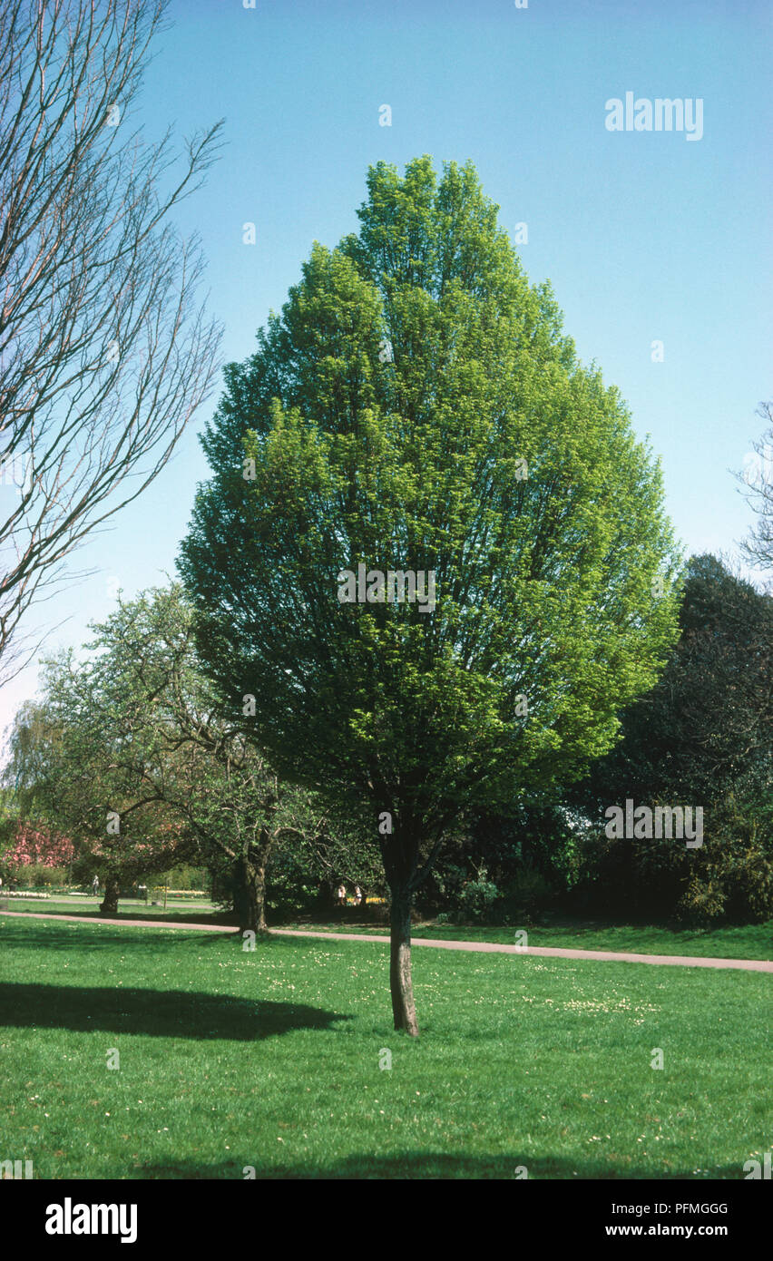Carpinus betulus 'Fastigiata' (Hornbeam), tree in park Stock Photo