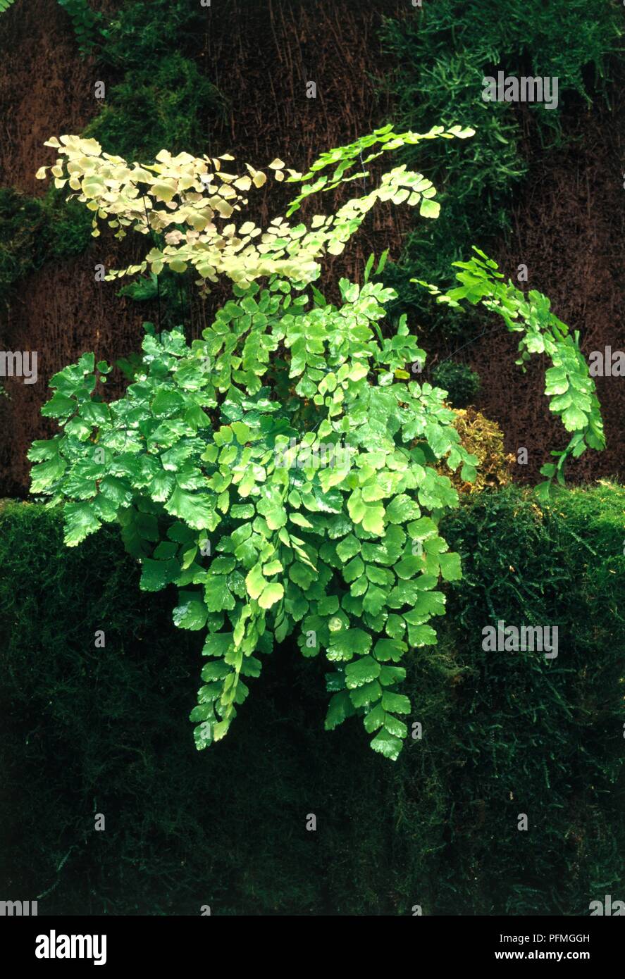 Adiantum tenerum, fern with pinnate leaves and bright green leaflets Stock Photo