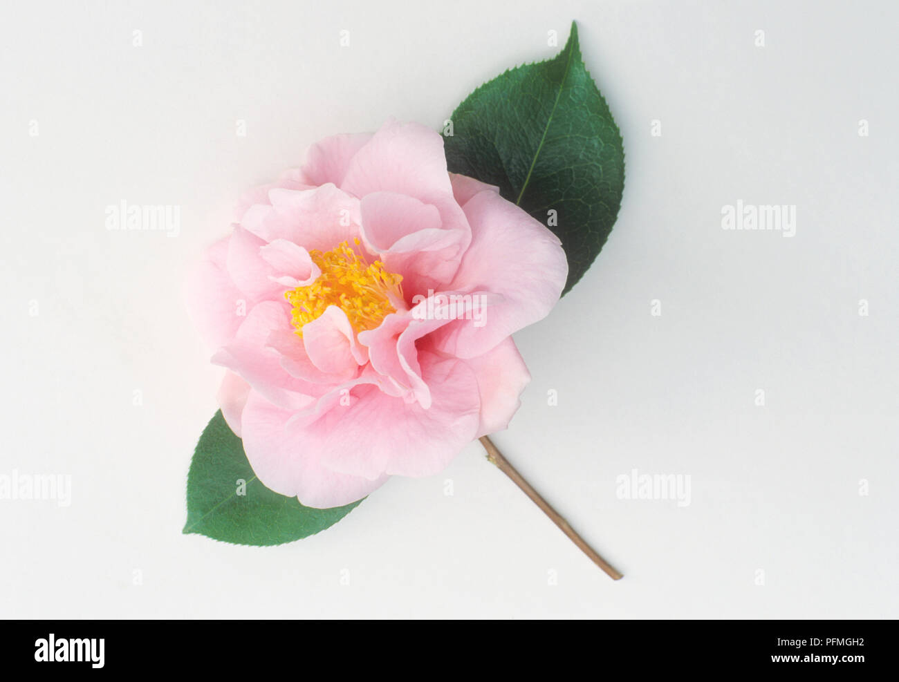 Camellia 'Lila Naff', pale pink semi-double flower with yellow stamen and green leaves Stock Photo